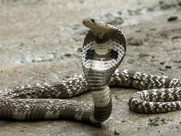 snake प्लेन के अंदर मिला जहरीला सांप, फिर क्या हुआ? snake प्लेन के अंदर मिला जहरीला सांप, फिर क्या हुआ?