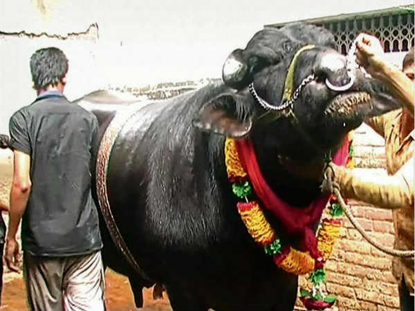 bahubali indian buffalo selling on eid ul adha bahubali indian buffalo selling on eid ul adha