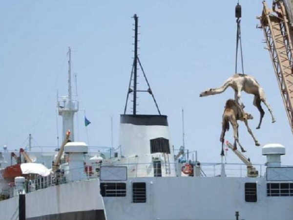 इस शहर में होती है रोज 100 ऊंटों की नीलामी