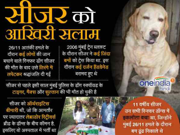 असली हीरो 'सीजर' 