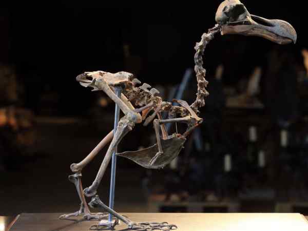 dodo skelton1