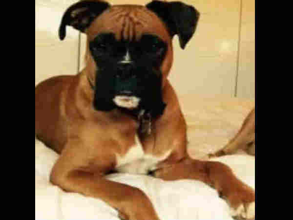 Dog Saves Owner By Lying On Him In Freezing Conditions Dog Saves Owner By Lying On Him In Freezing Conditions