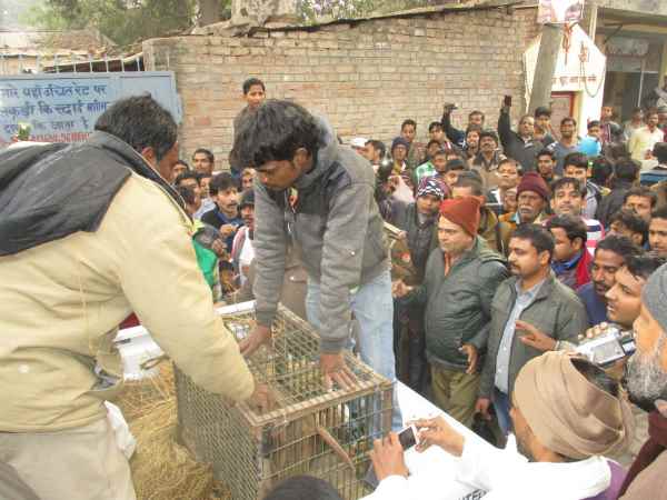 बंदर को दिया गया खास नाम