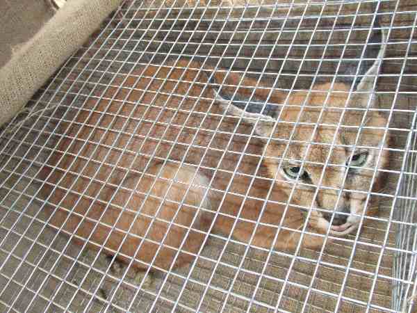 बाहर से कुछ न दिखे इसलिए गाड़ी पर किया था स्प्रे