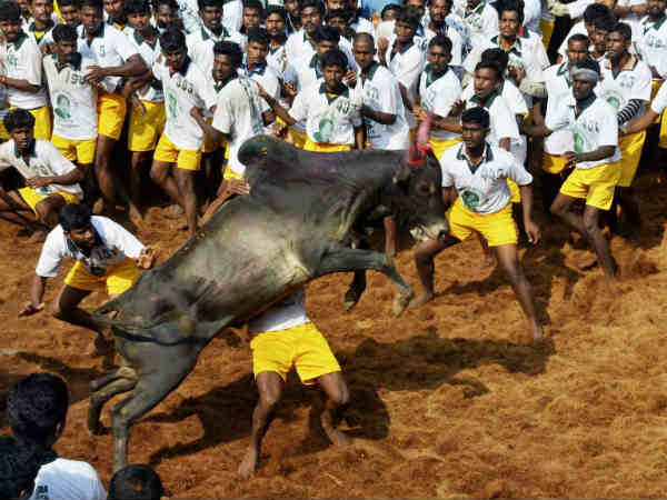 Jallikattu: Interesting Facts About about the Tamilnadu's controversial sport and Tradition 