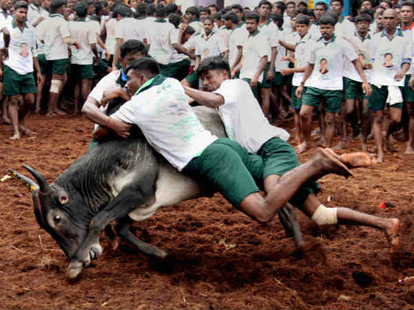  Jallikattu protests updates: Train stopped near Madurai in retaliation to forceful eviction at Marina beach