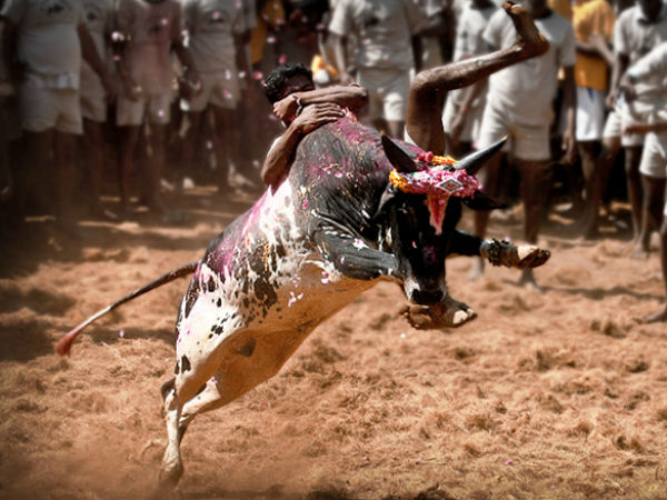 सुप्रीम कोर्ट ने जल्लिकट्टू महोत्सव पर रोक लगा दी सुप्रीम कोर्ट ने जल्लिकट्टू महोत्सव पर रोक लगा दी