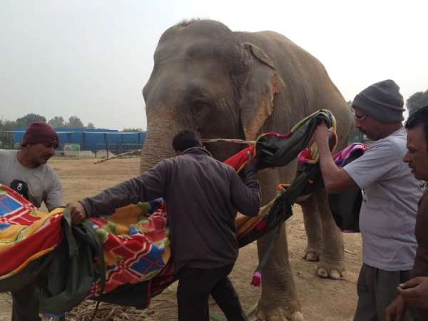 ठंड से बचाने के लिए विशेष टिन शेड बनाए गए हैं