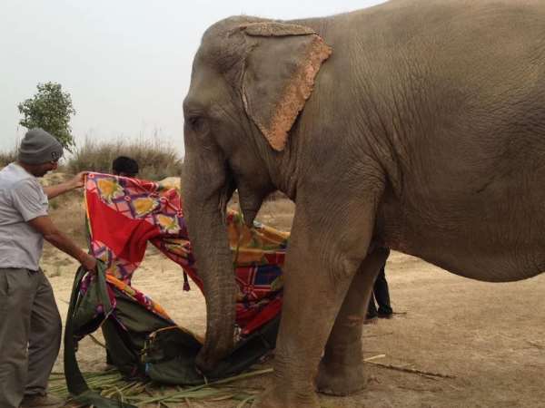 हाथियों को छह बजे खाना दिया जाता है