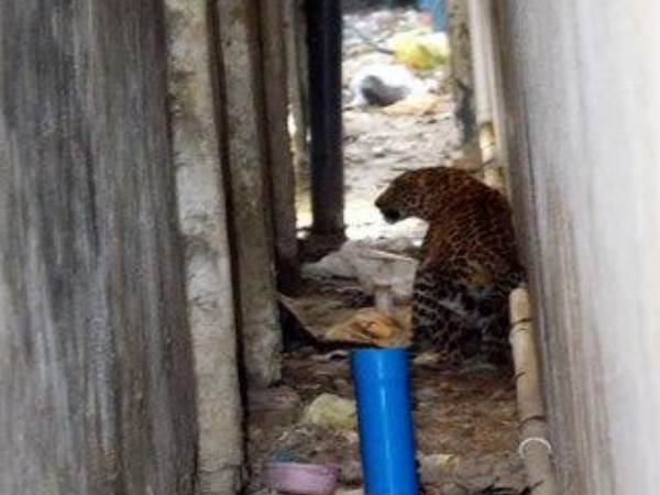 पतली सी गली में दुबका बैठा था तेंदुआ