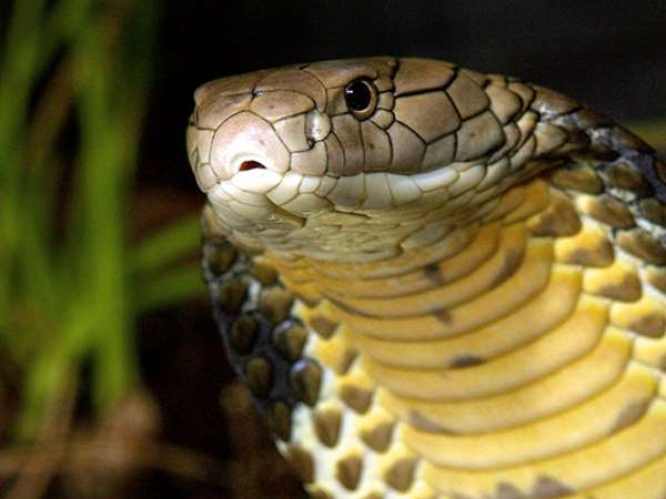 आखिर क्यों किया जाता है कोबरा के जहर तस्करी?