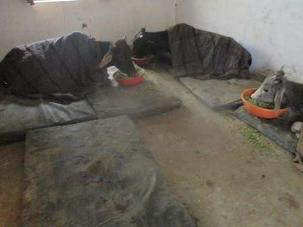 बरेली: इस खबर को पढ़कर आप कहेंगे इंसानियत जिंदा है, मेनका गांधी ने भी किया सलाम बरेली: इस खबर को पढ़कर आप कहेंगे इंसानियत जिंदा है, मेनका गांधी ने भी किया सलाम