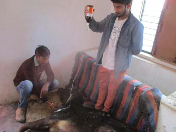 बरेली: इस खबर को पढ़कर आप कहेंगे इंसानियत जिंदा है, मेनका गांधी ने भी किया सलाम बरेली: इस खबर को पढ़कर आप कहेंगे इंसानियत जिंदा है, मेनका गांधी ने भी किया सलाम