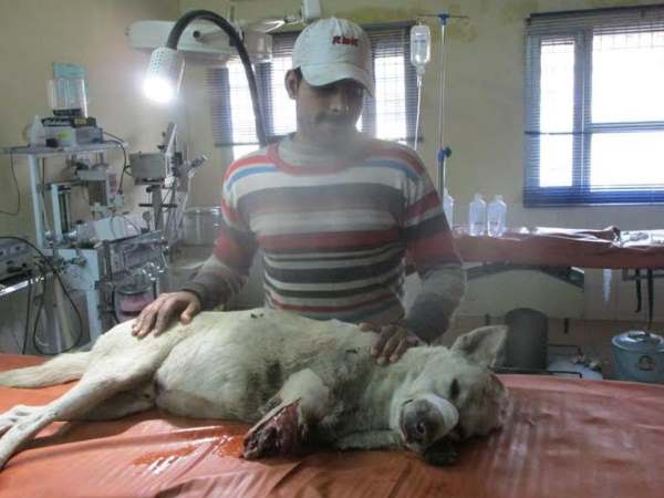 बरेली: इस खबर को पढ़कर आप कहेंगे इंसानियत जिंदा है, मेनका गांधी ने भी किया सलाम बरेली: इस खबर को पढ़कर आप कहेंगे इंसानियत जिंदा है, मेनका गांधी ने भी किया सलाम