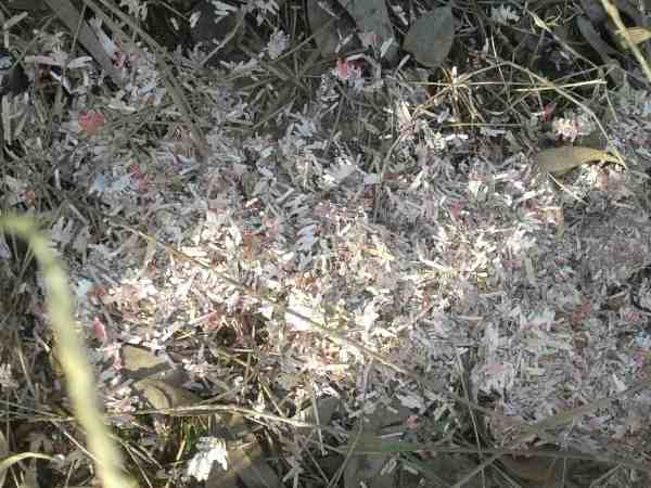 बोरों में भूसे की तरह भरे मिले 5 करोड़ रुपए के कतरे हुए नोट