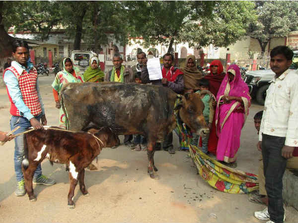 जानिए जली गाय के साथ यह युवक क्‍यों पहुंचा डीएम ऑफिस? 
