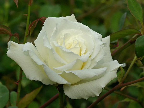सफेद गुलाब( white Rose) 