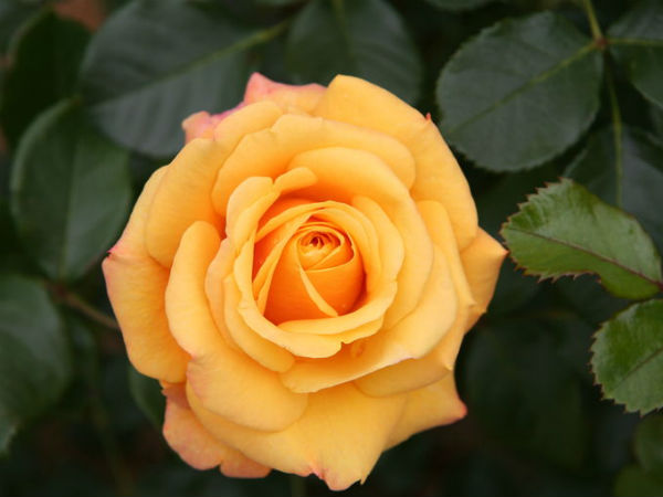 पीला गुलाब( Yellow Rose) 
