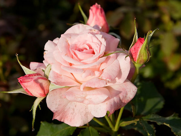 गुलाबी गुलाब