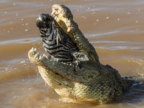 Pics: when crocodile eat whole zebra, picture goes viral
