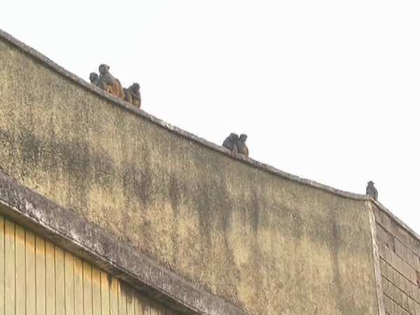 पुलिस को भी परेशान किया हुआ है इन बंदरों ने 