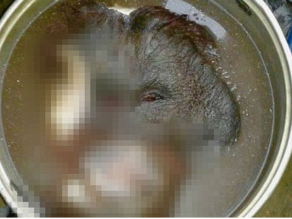  ऑलिव ऑयल में पकाकर खा गए वनमानुष को