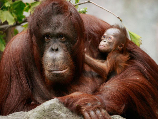 पुलिस के गिरफ्तर में तीनों दरिंदे