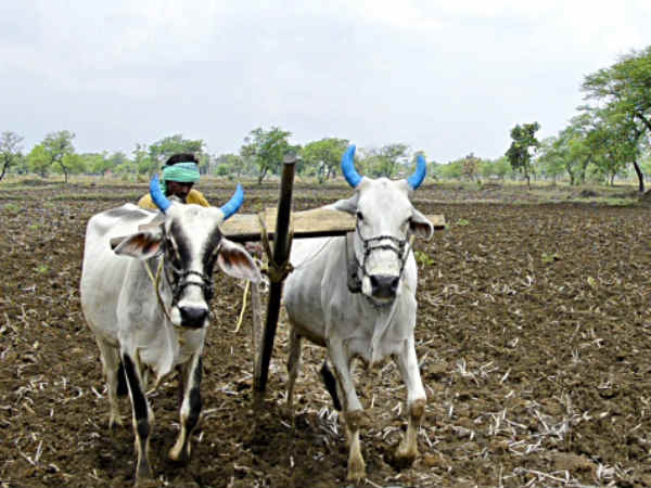 सरकार ने मूंदी आंखें