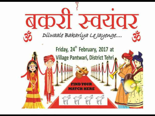 बकरियां कैसे चुनेंगी हमसफर