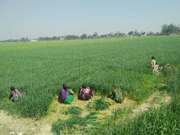 22 बीघा में जनसभा, 5 बीघा में हेलीपैड