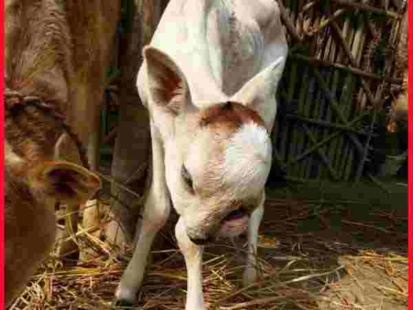  पटना: तीन मुंह वाला बछड़ा, पैदा होते ही भगवान समझकर लोग पूजने लगे, देखिए तस्वीर