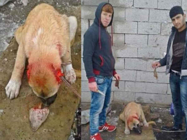 अमानवीय करतूत: कुत्ते की दोनों कान काट दी ताकि ले सके परफेक्ट सेल्फी अमानवीय करतूत: कुत्ते की दोनों कान काट दी ताकि ले सके परफेक्ट सेल्फी