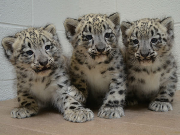  6-Year-Old Boy bring Leopard Cubs at his Home And Feeds Them