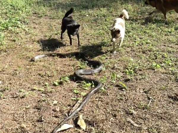 4 dogs protecting their owner go head-to-head with an 8ft cobra, watch video 4 dogs protecting their owner go head-to-head with an 8ft cobra, watch video