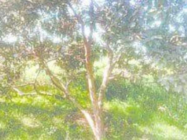 मुंबई से 26 को आया छोटू मुंबई से 26 को आया छोटू