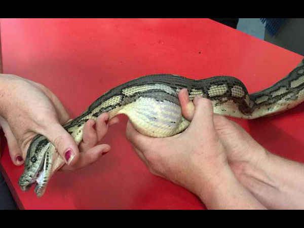 जिस सांप ने पिता को काटा उसे ही बचाने पहुंची गार्गी जिस सांप ने पिता को काटा उसे ही बचाने पहुंची गार्गी