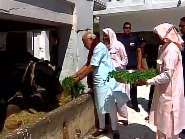 गढ़वा आश्रम में की गो सेवा