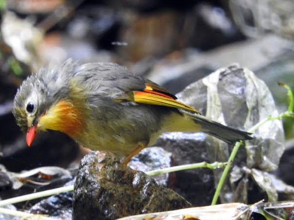 डाटा एकत्र कर किया जाएगा सर्वे