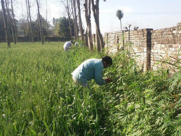 पत्ती को हाथ में रगड़कर बनता है सुल्फा