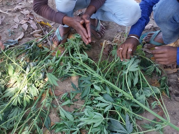 इसका नशा बढ़ाता है पागलपन 