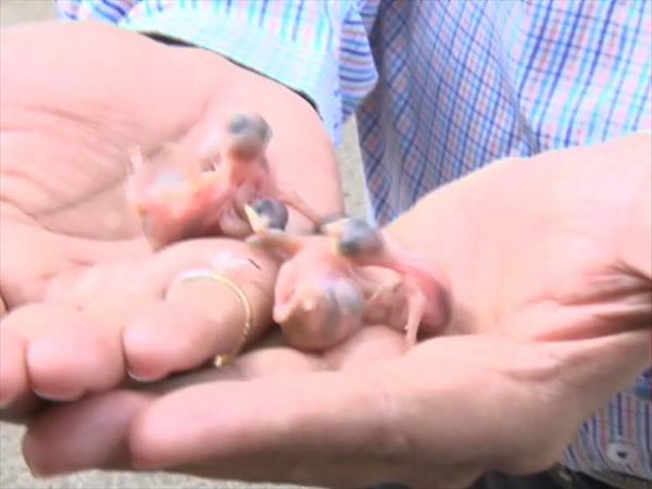 इनका पालन पोषण करेंगे इंद्रपाल सिंह इनका पालन पोषण करेंगे इंद्रपाल सिंह