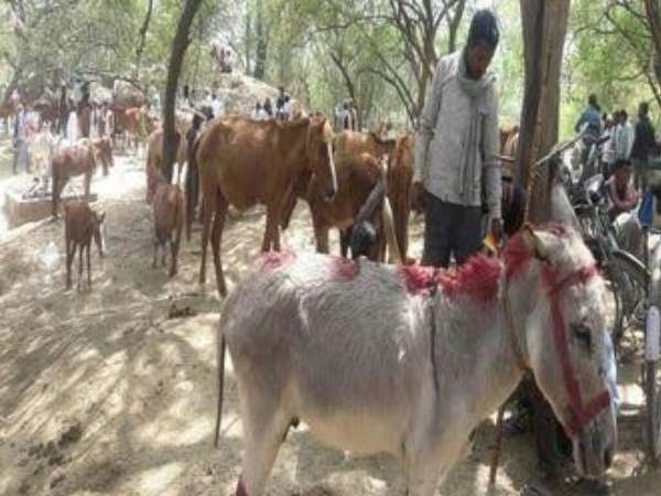 देश का सबसे बड़ा गर्दभ मेला