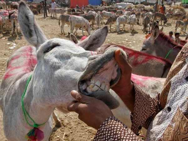 इस मेले की है खास धार्मिक मान्यता