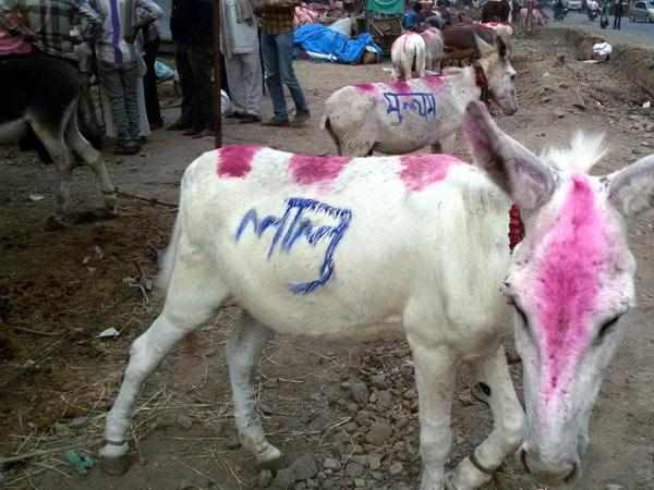 गधों के होते हैं खास नाम