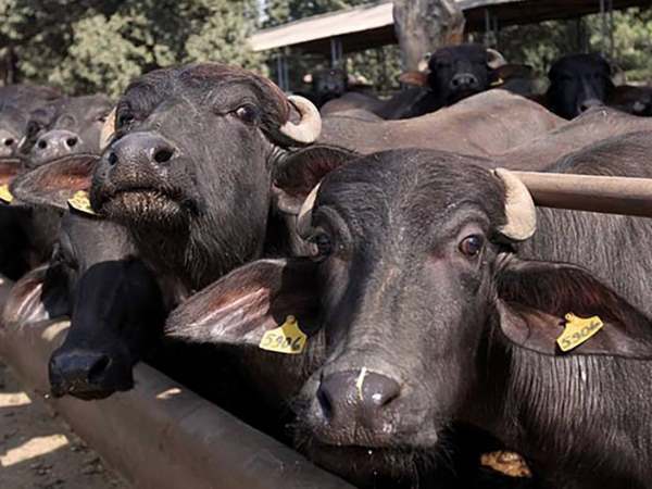 अभी और बढ़ेगी मुसीबत