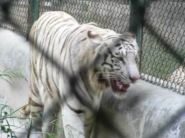 शेर चीते रह गए भूखे