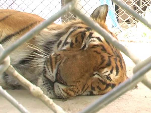 मांसाहारी जीवों के सामने आया संकट