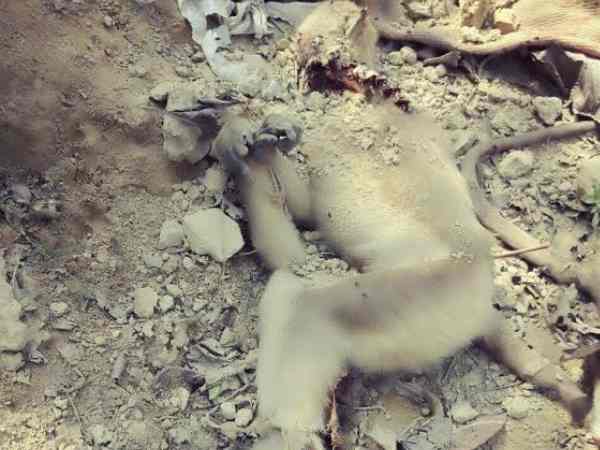 9 बोरियों में बंद 18 बंदर