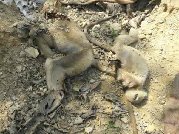 3 बंदरों की हो चुकी थी मौत