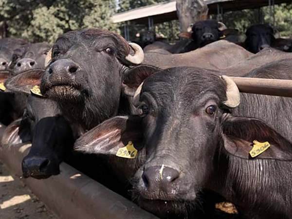 यूपी बेरोजगारी में दूसरे नंबर पर